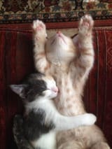 Cat lovers Feline friends Cute cats Kitty companions Cat care tips Playful kittens Cat photography Cat memes Adorable felines Cat adoption Cat behavior Cat breeds Funny cat moments Cuddly cats Cat health Cat access