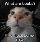Cat boobs