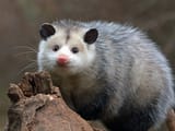 opossum19