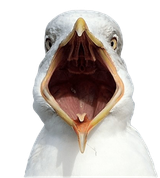 seagull