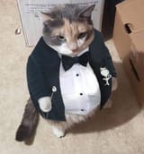 tuxcat