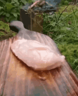 chicken-breast