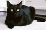 bombay-cat-full-profile-history-and-care-5202250-hero-85810f454cf84a7786e650136a10f91c-231704897