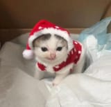 Kitty