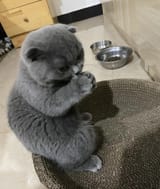 cat schemin