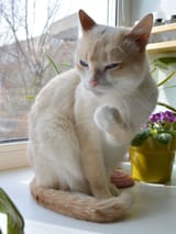 schemin cat