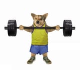 dog press
