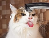 cat-tongue-in-water