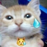 kitty tear