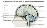 brain_portions_illus20-1
