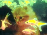 cat fishys