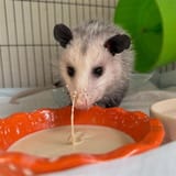 Opossum28