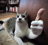funnycat_file_upload_stand_in