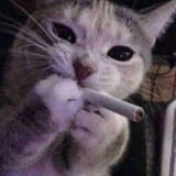 ciggy