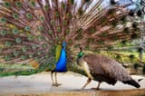 blue-peacock-pavo-cristatus-peahen-Indian-Males-harem-females