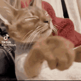cat-kitty