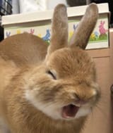 bun