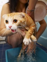 bath