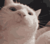 catcat