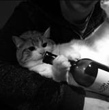 wine cat