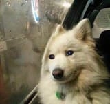 saddog