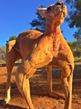 Jacked Kangaroo