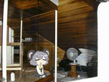nyn-nazrin
