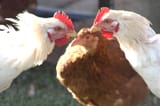 saupload_epsilon-theory-pecking-order-november-27-2017-chickens