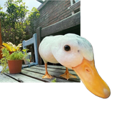 duck