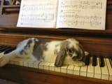 piano bunny