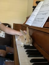 piano bunny 4