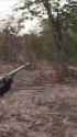 LION CHARGES HUNTER AND ALMOST KILLS HIM 1_thumb.jpg