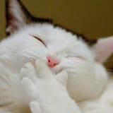 KittehKek