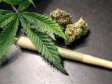 weed
