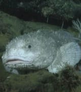 Blobfish-Wins-New-Zealands-Fish-of-the-Year-Leaving-Rivals-Behind