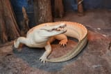 gator (1)