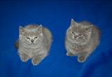 DEUX