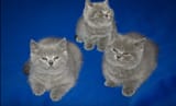 TROIS