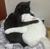 Two_hugging_cats