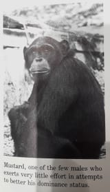 chimpanzee beta male exerts low effort to improve his status