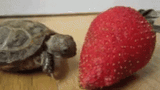 strawb turtle