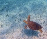 just a turtle