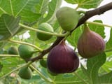 figs-fig-tree