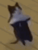 cat-danc