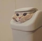 cat;3