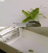 green locust