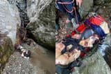 Bear attack that happened in Romania 1 day ago. 19 year old girl dead. Bear was shot cause he wouldn’t leave her cadaver
