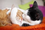 cat-hugs