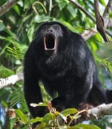 gibbon