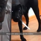 labbo